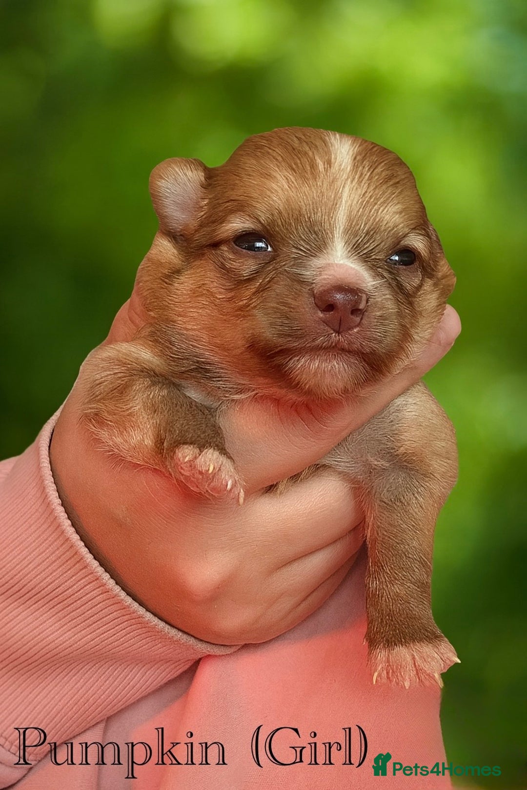 Pomeranian dogs for sale: Beautifu Litter- Russian/Chi Tien Pomeranian Pups - Advert 21