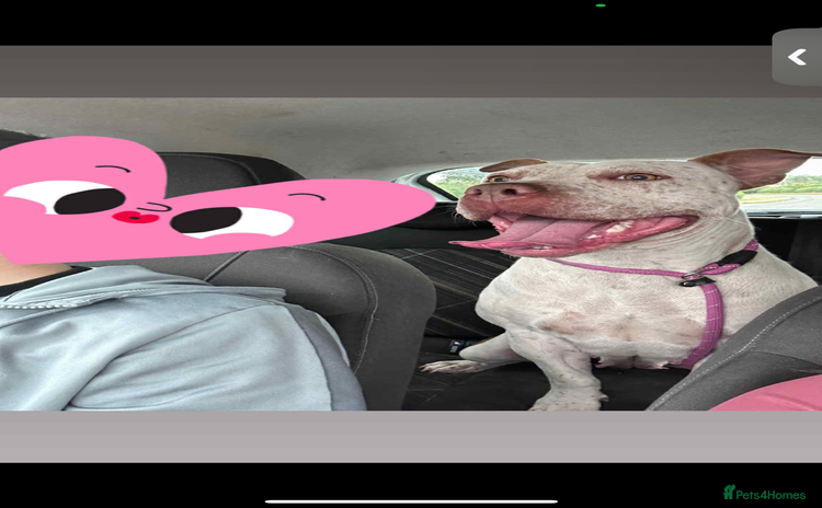 Mixed Breed dogs - Advert 5