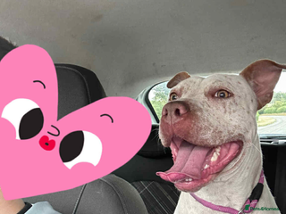 Mixed Breed dogs for sale - Advert 1