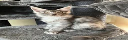 Maine Coon cats for sale: Pure Breed Maine Coon Kittens - Advert 9