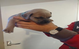 Mixed Breed dogs for sale: French x staffy cocker spaniel  - Image 9