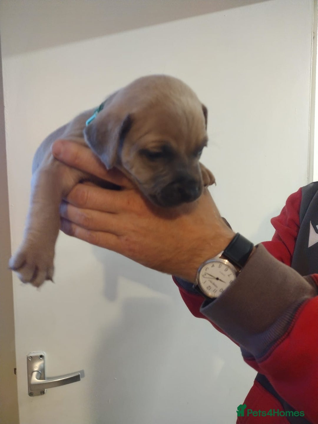 Mixed Breed dogs for sale: French x staffy cocker spaniel  - Image 9
