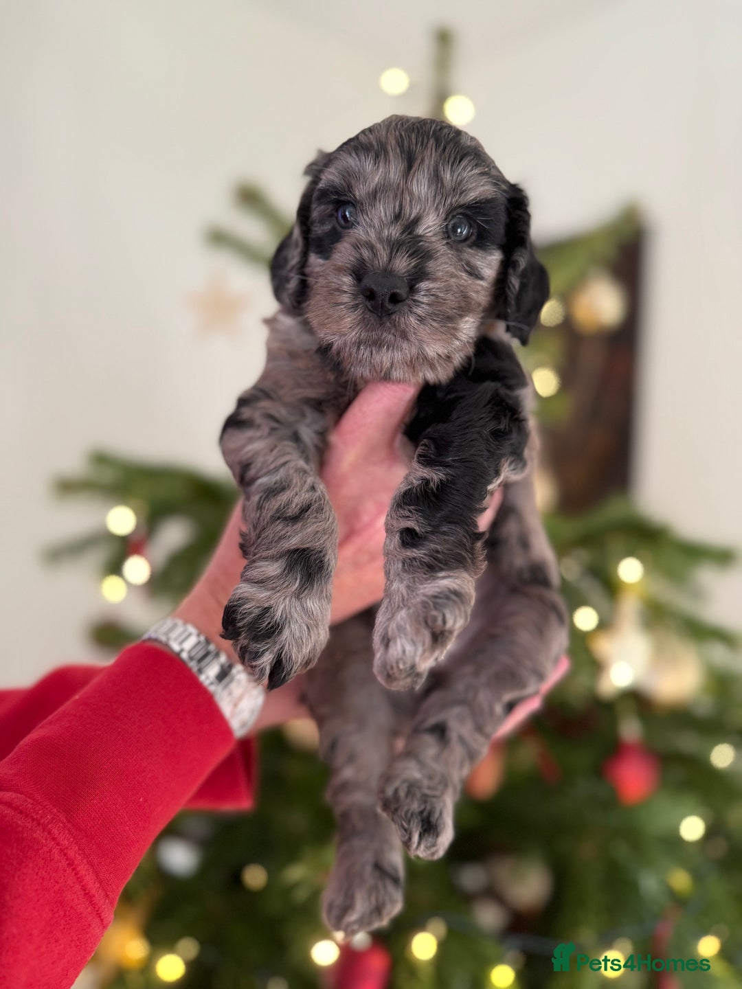 Cockapoo dogs for sale: Beautiful Merle & Black F2 Cockapoo puppies  - Advert 7