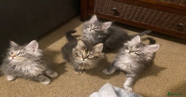 Maine Coon cats Ready 22.11.2025 - Advert 6