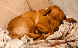 Labrador Retriever dogs for stud: Red Labrador Stud Dog - Image 14