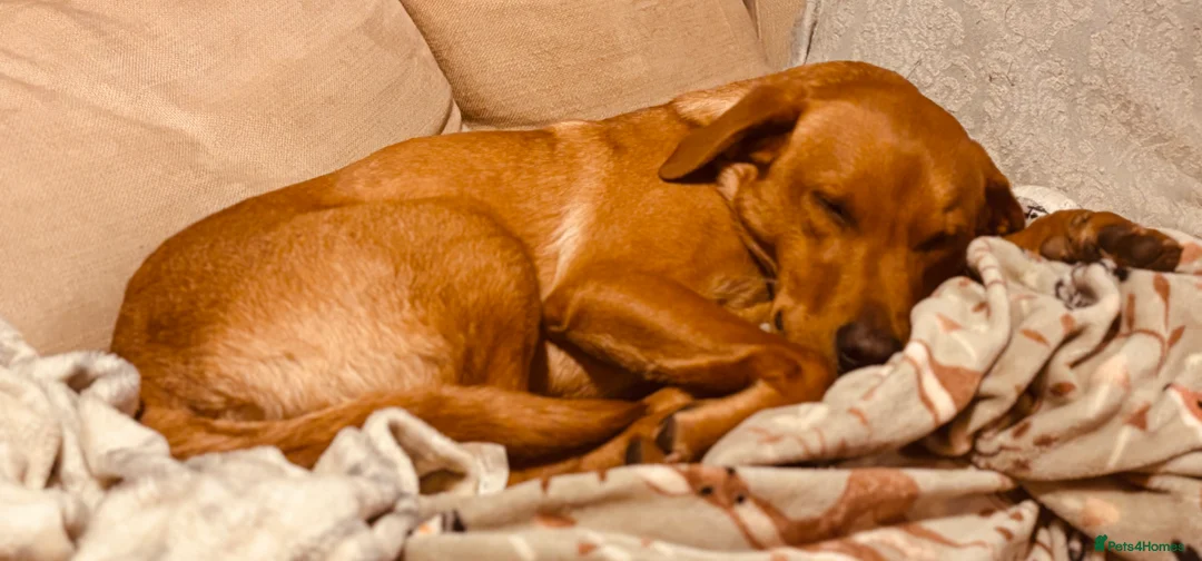 Labrador Retriever dogs for stud: KC Labrador for Stud 16 Champions in Lineage - Advert 14