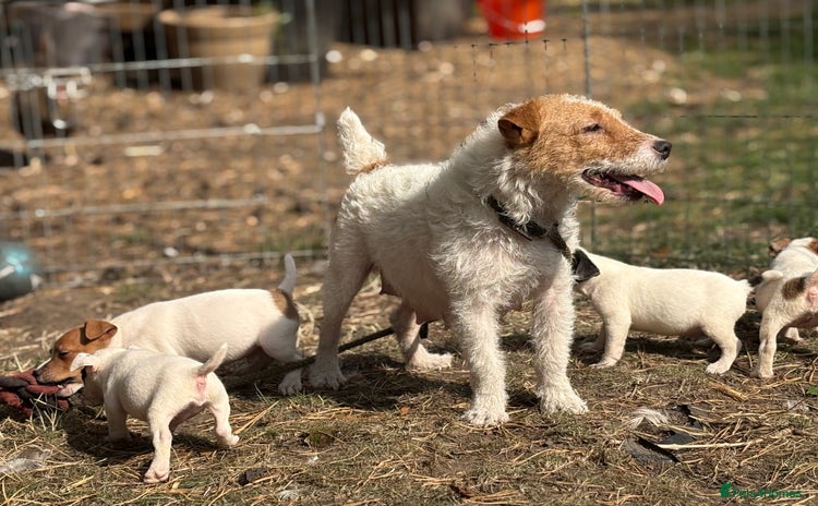 Jack Russell dogs - Advert 14