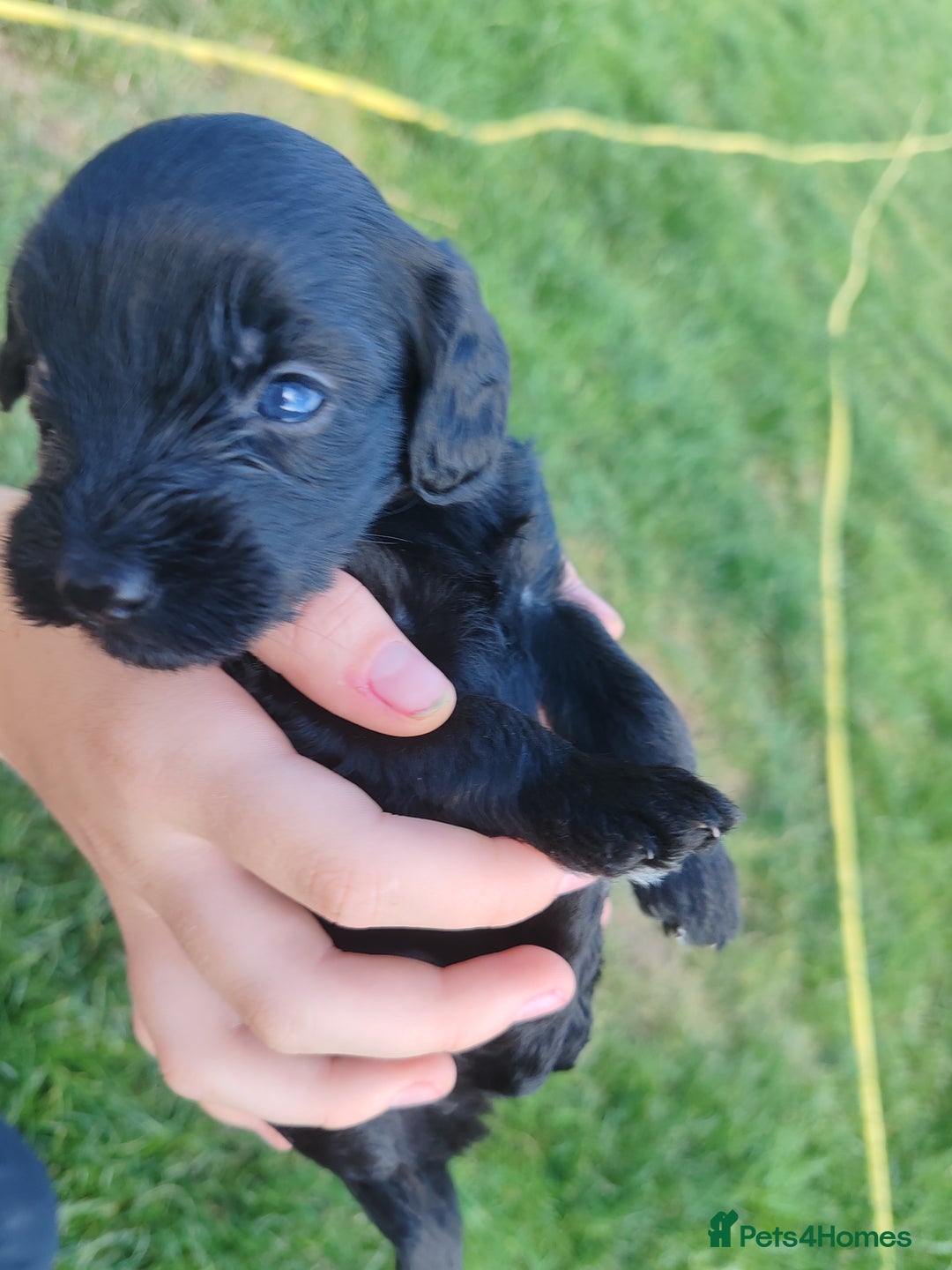 Bordoodle dogs for sale: Borderdoodle  Free five weeks insurance  - Image 10