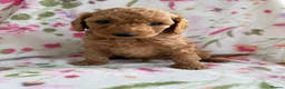 Cockapoo dogs for sale: LAST 3 READY TO LEAVE!!! COCKAPOO PUPPIES - Advert 18