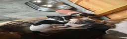 Lurcher dogs for sale: Lurchers in Newbiggin-by-the-Sea - Advert 3