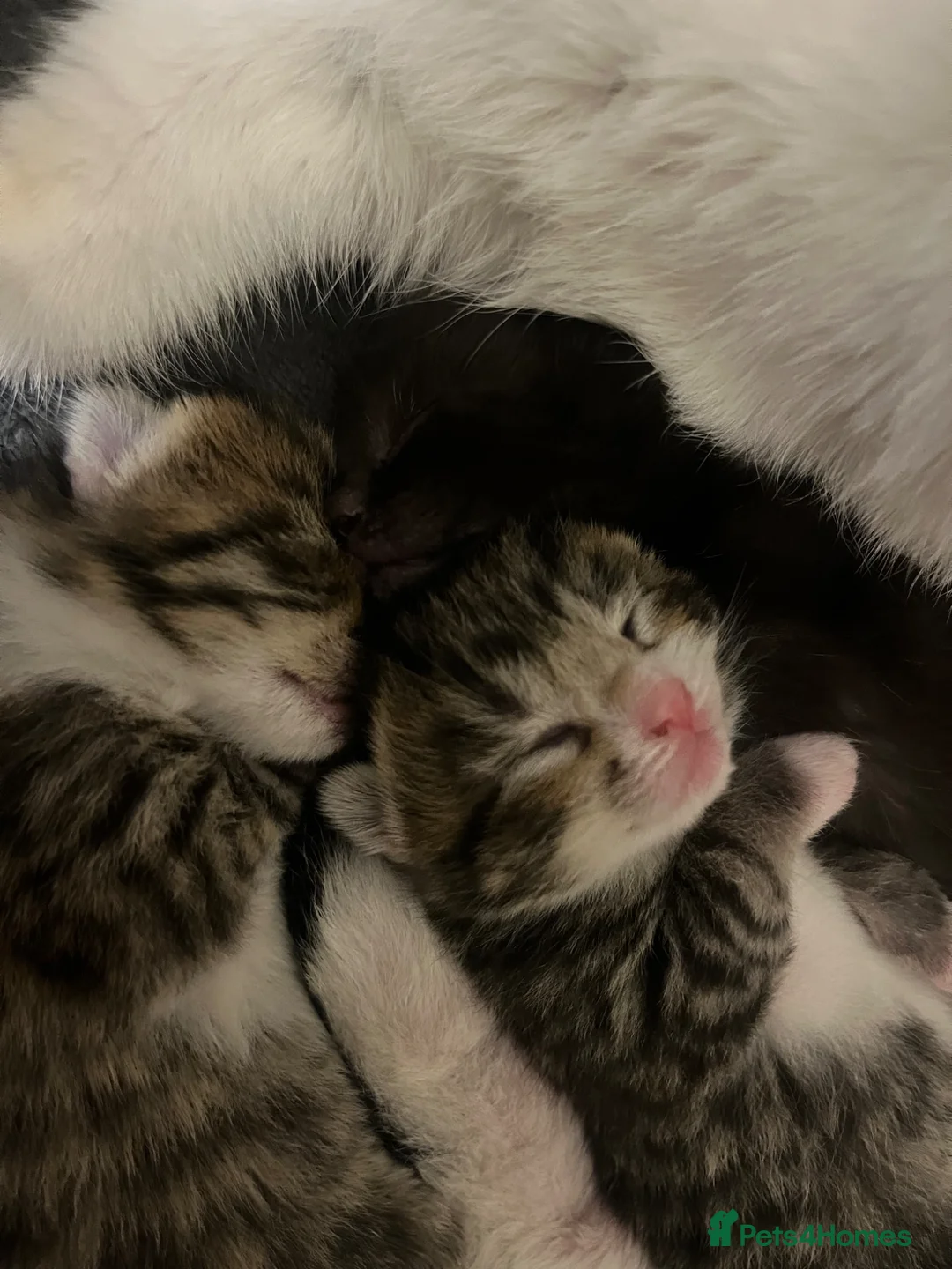 Mixed Breed cats for sale: Tabby’s  - Advert 9