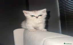British Shorthair cats for sale: British Shorthair X Persian Kitten  - Image 1