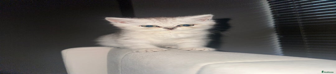 British Shorthair Kitten 1