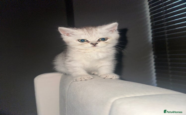 British Shorthair cats - Advert 3