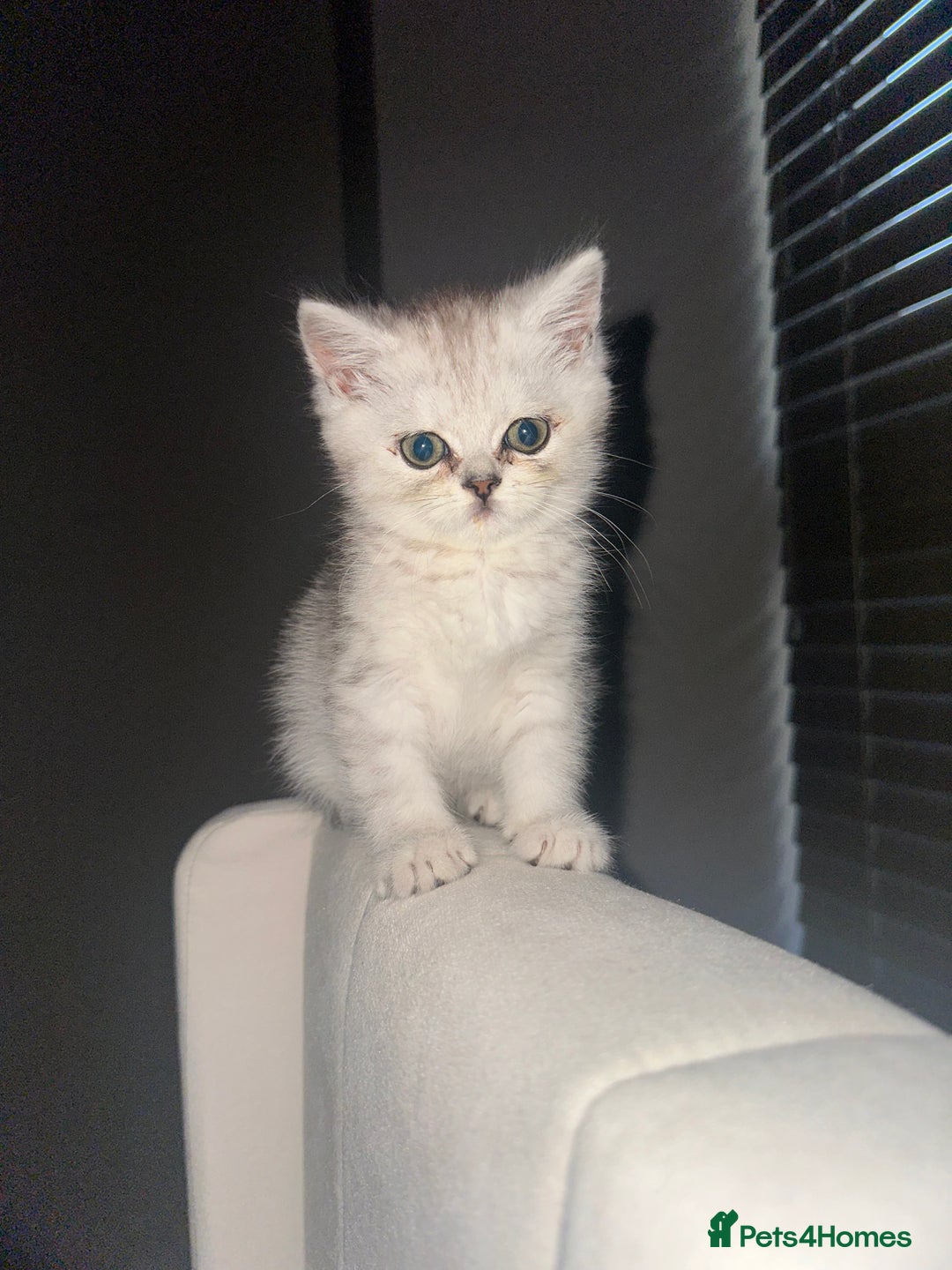 British Shorthair cats for sale: British Shorthair X Persian Kitten  - Image 1