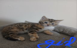 Mixed Breed cats for sale: Beutyful bengal babies wisbech 🐈😻 - Advert 11