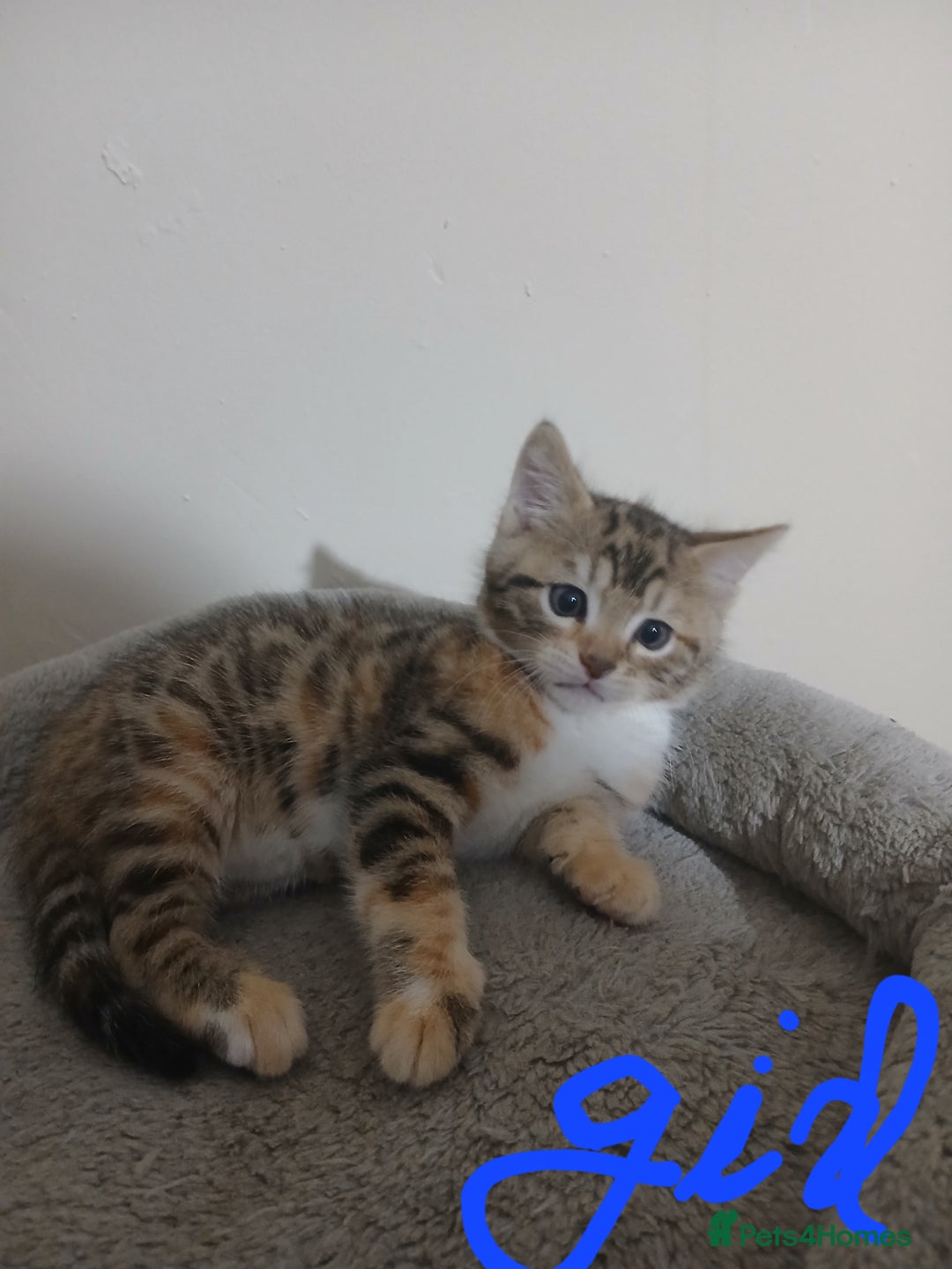 Mixed Breed cats for sale: Beutyful bengal babies wisbech 🐈😻 - Advert 11