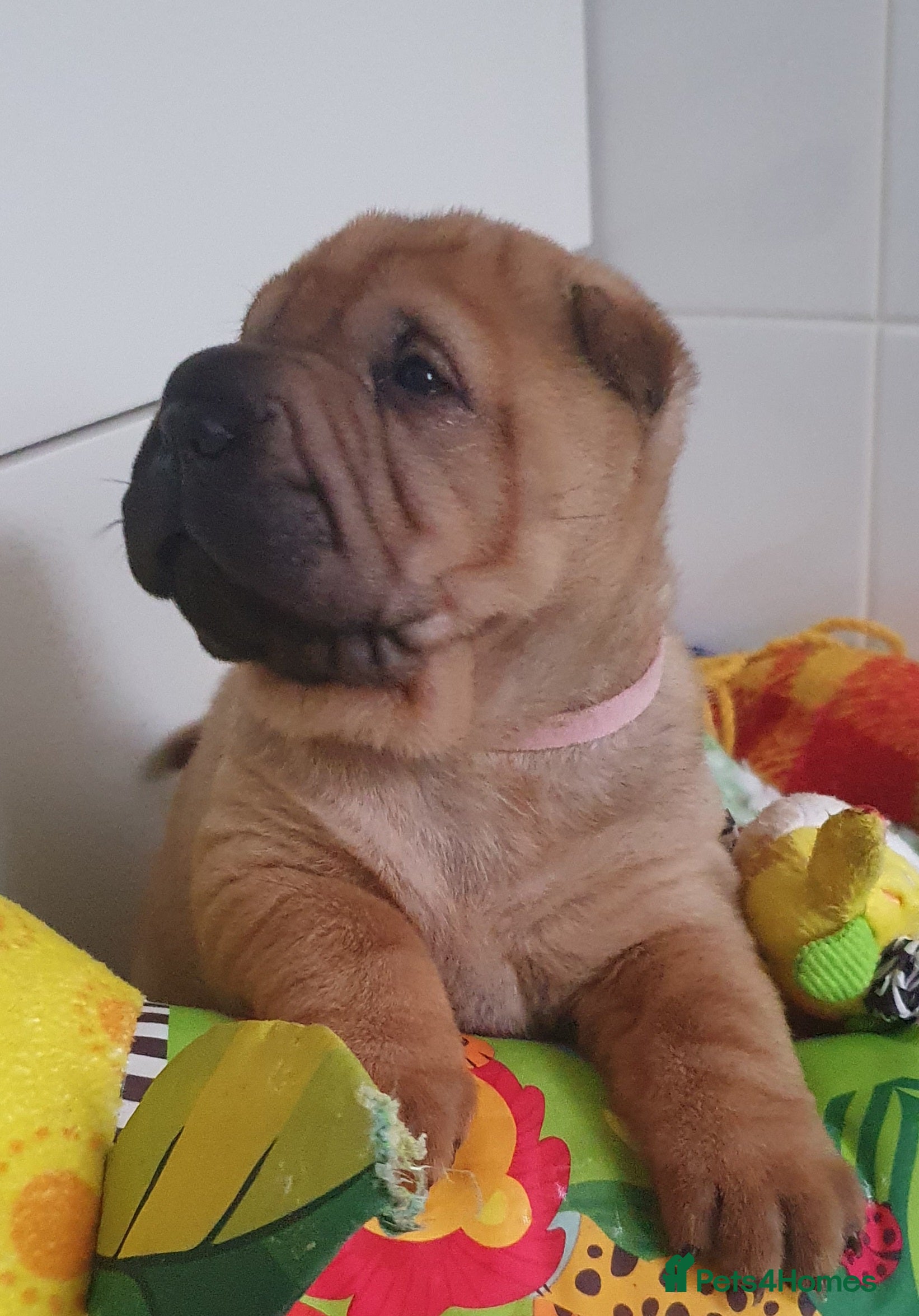 Shar Pei dogs Shar pei puppies  - Advert 18