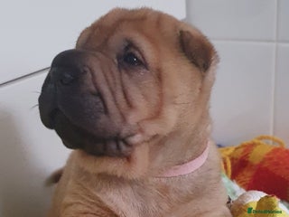 Shar Pei dogs Shar pei puppies - Advert 18