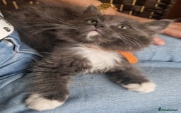 Ragdoll cats for sale: 6 CROSS RAGDOLL KITTENS WAITING FOR A LOVING HOME - Image 8
