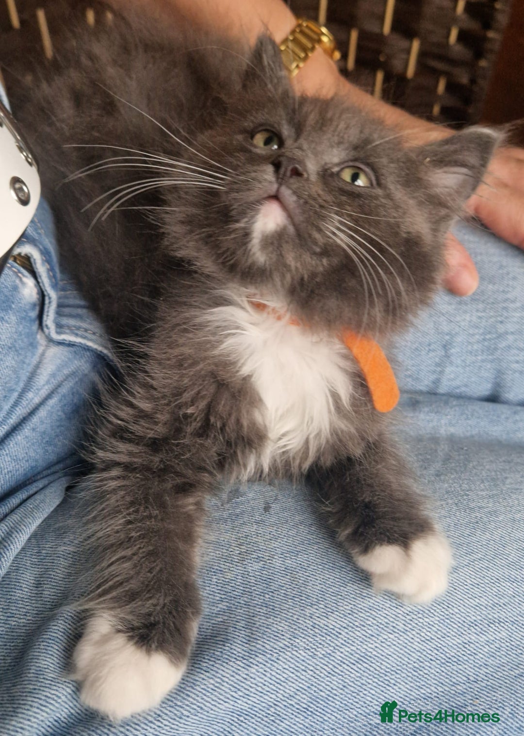 Ragdoll cats for sale: 6 CROSS RAGDOLL KITTENS WAITING FOR A LOVING HOME - Image 8