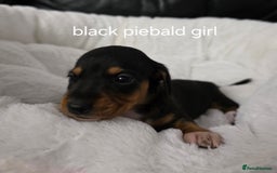 Miniature Dachshund dogs for sale: Beautiful Litter of Miniture Dachshunds  - Advert 6