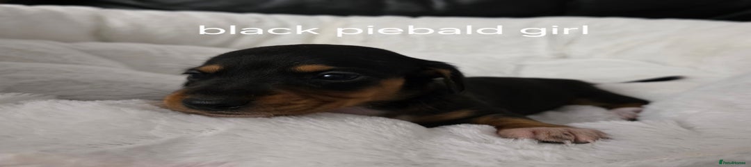 Miniature Dachshund Puppy 7