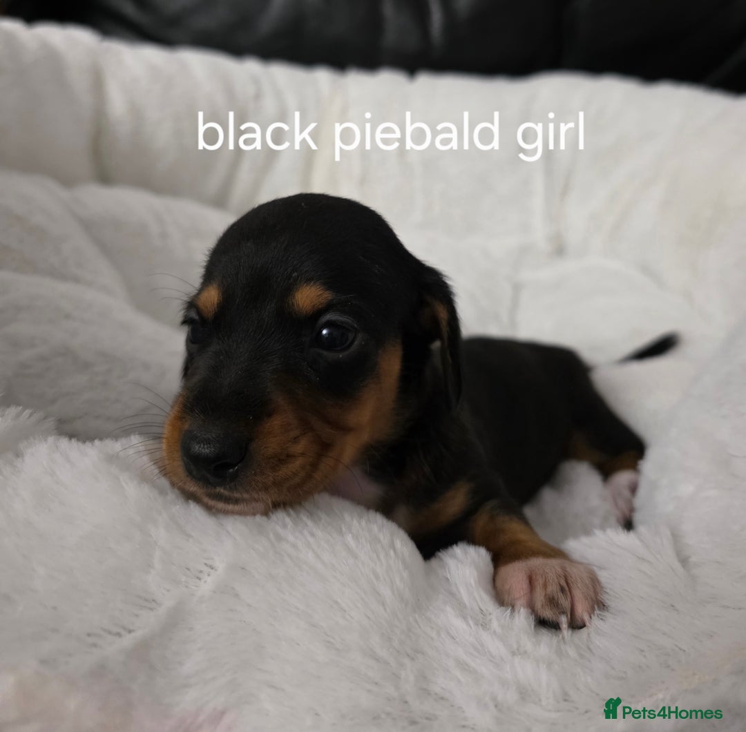 Miniature Dachshund dogs for sale: Beautiful Litter of Miniture Dachshunds  - Advert 6