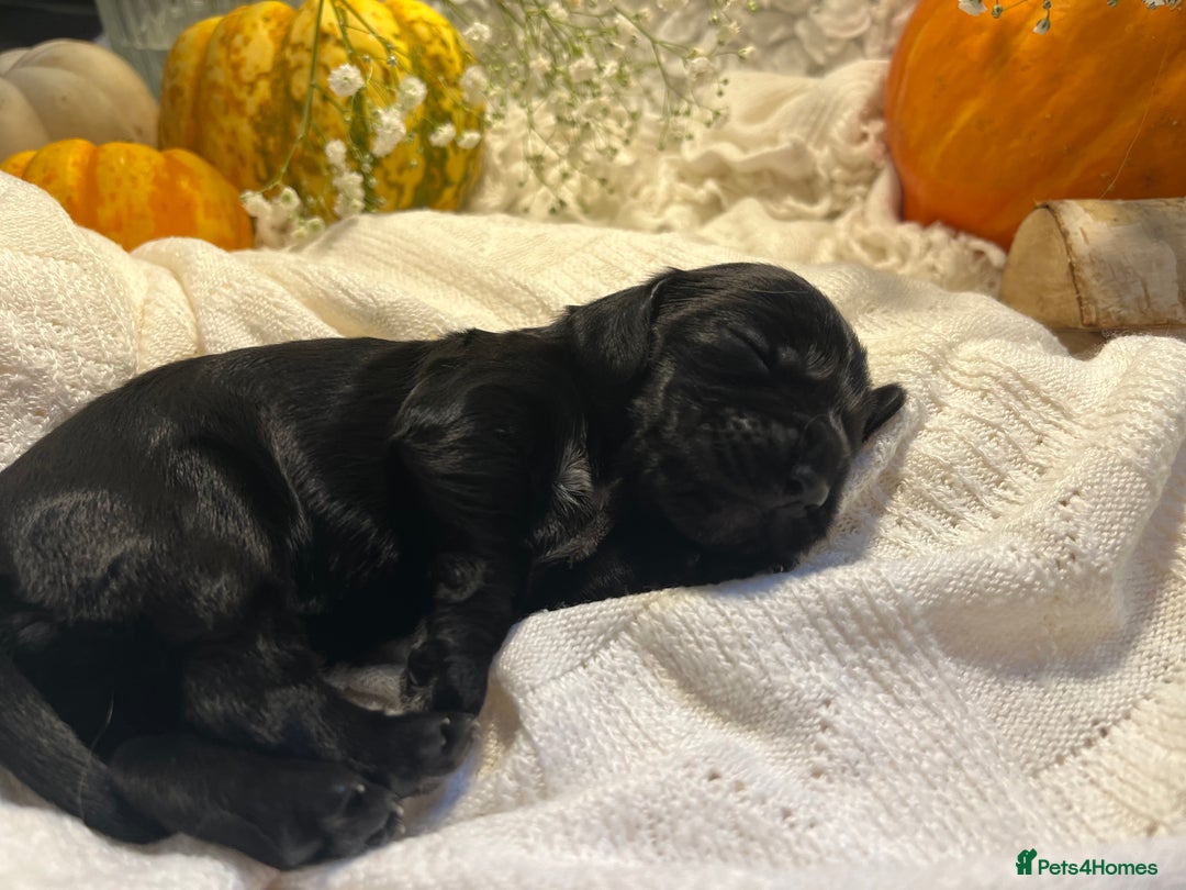 Cocker Spaniel dogs for sale: FAMILY RAISED SHOW TYPE COCKER READY NOW  - Advert 14