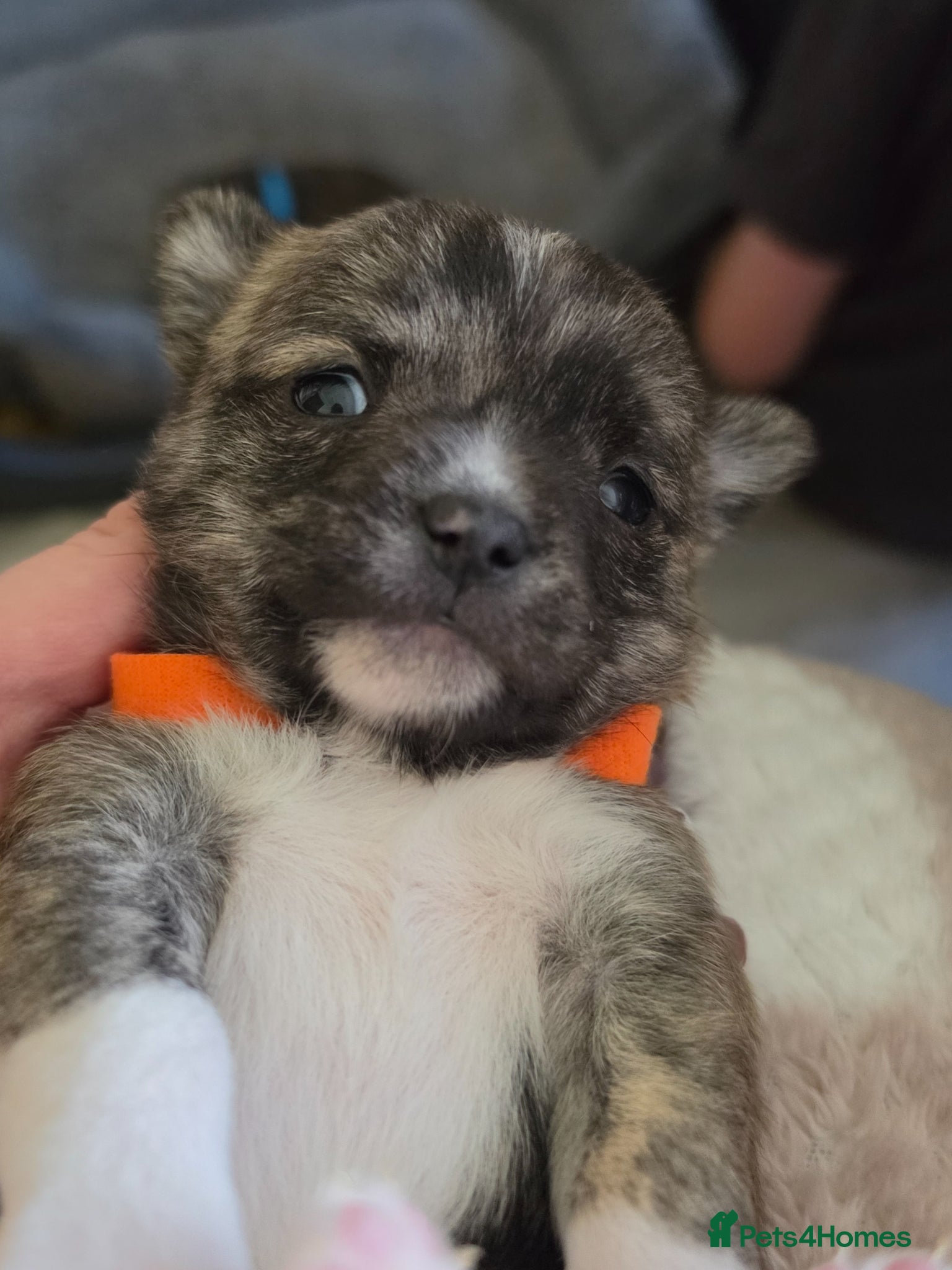 Chihuahua dogs RARE Brindle Chihuahua Puppies - Advert 2