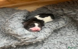 Sprocker dogs for sale: Sprocker puppies  - Image 6
