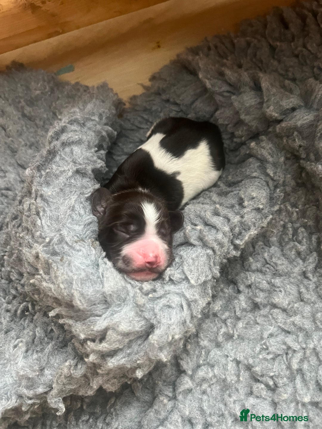 Sprocker dogs for sale: Sprocker puppies  - Image 6