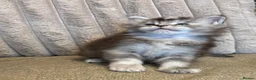 Maine Coon cats for sale: Stunning Tica registered Maine Coon Girl  - Advert 2