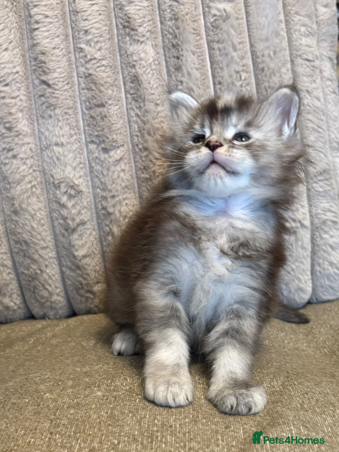 Maine Coon cats for sale: Stunning Tica registered Maine Coon Girl  - Advert 2