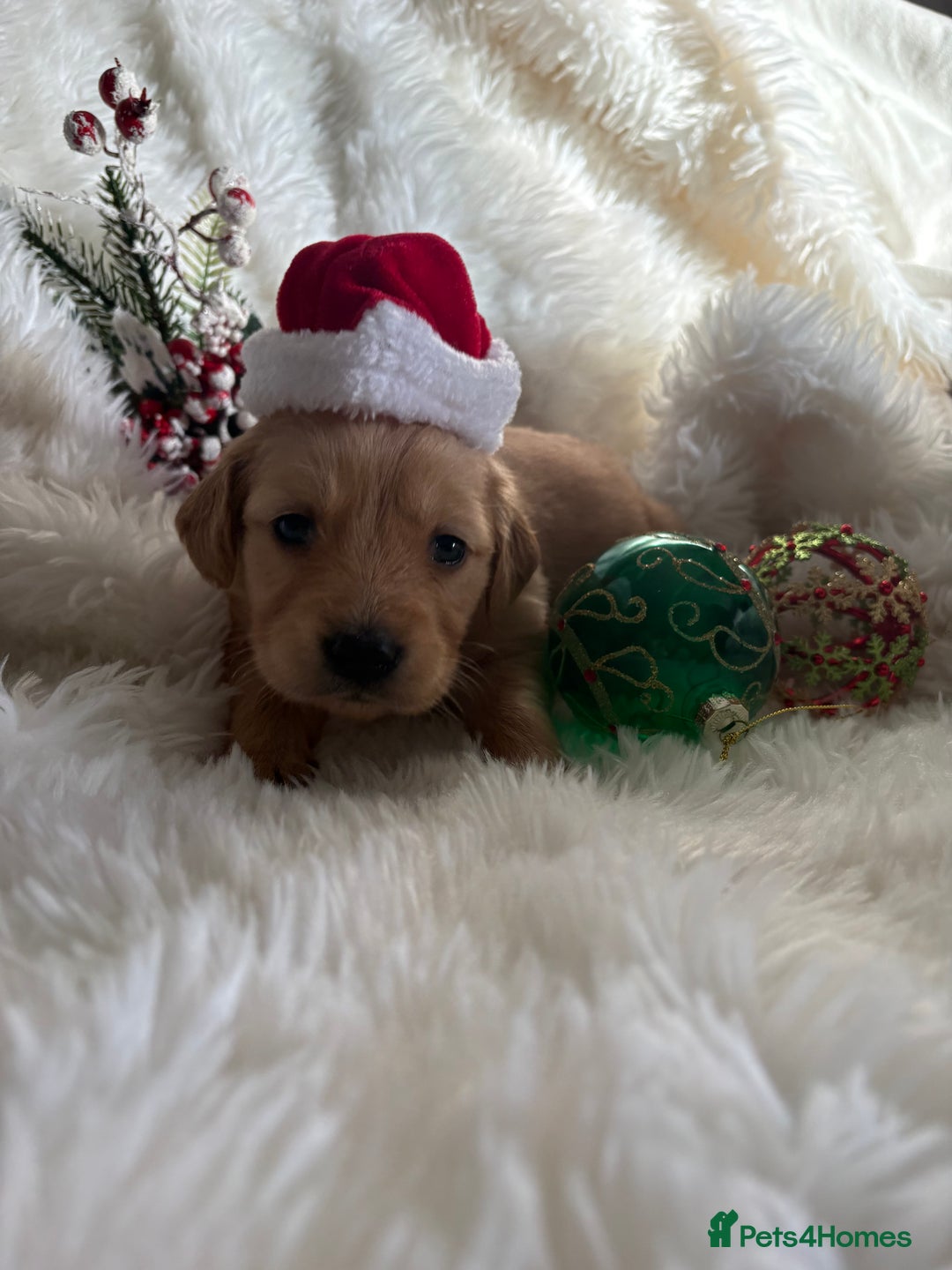 Golden Retriever dogs for sale: Sold sold sold sold sold  - Advert 4