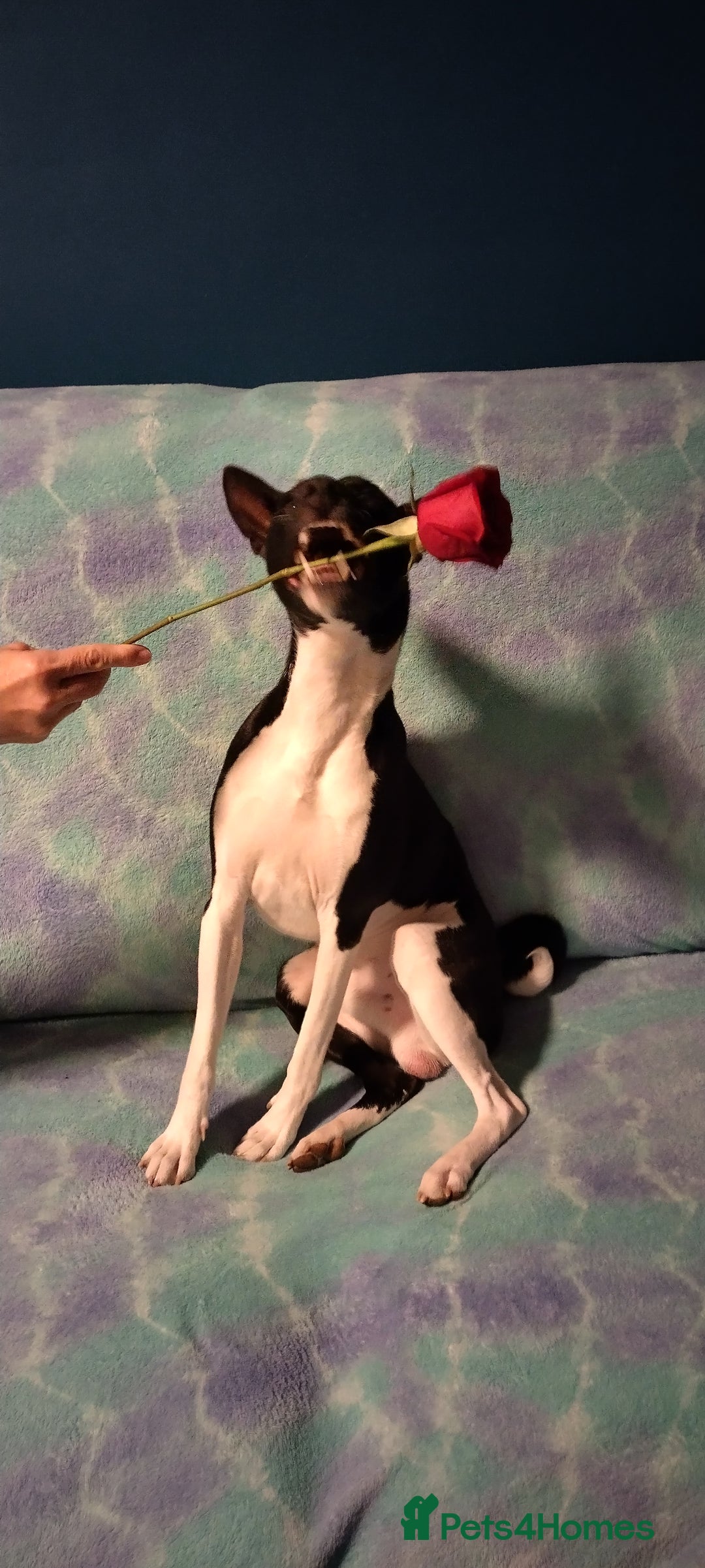 Basenji dogs for stud: Basenji Stud from a Great Lineage  - Image 3