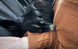 Mixed Breed dogs for sale: Popup - Image 3