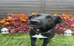 Mixed Breed dogs for adoption: Jack  - Image 2