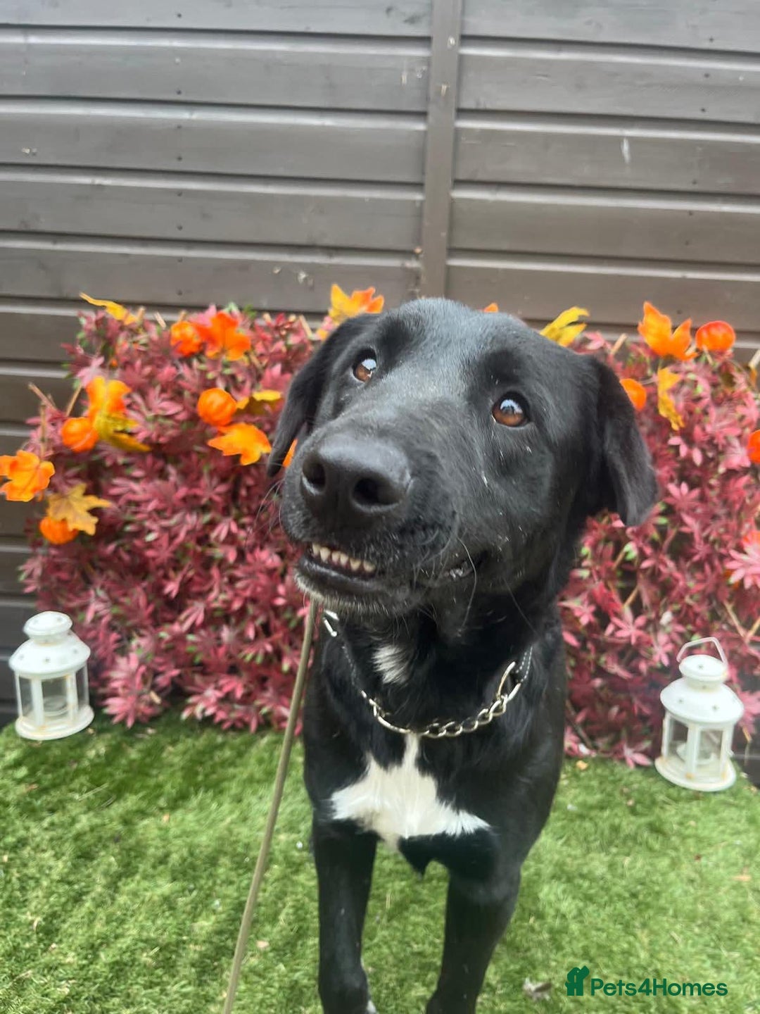 Mixed Breed dogs for adoption: Jack  - Image 2