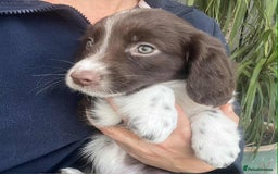 Border Collie dogs for sale: Beautiful Border Collie x Springer Spaniel Puppies - Image 7