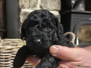 Miniature Poodle dogs Very well bred KC Miniature Poodles - Advert 3