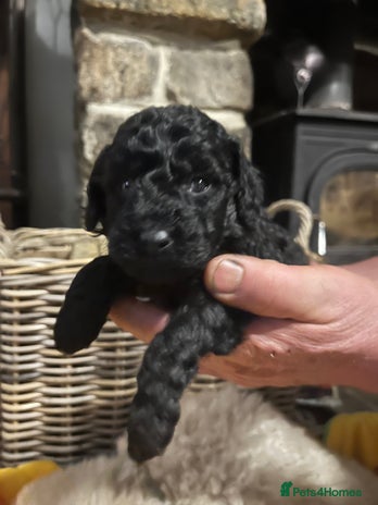 Miniature Poodle dogs Very well bred KC Miniature Poodles - Advert 2