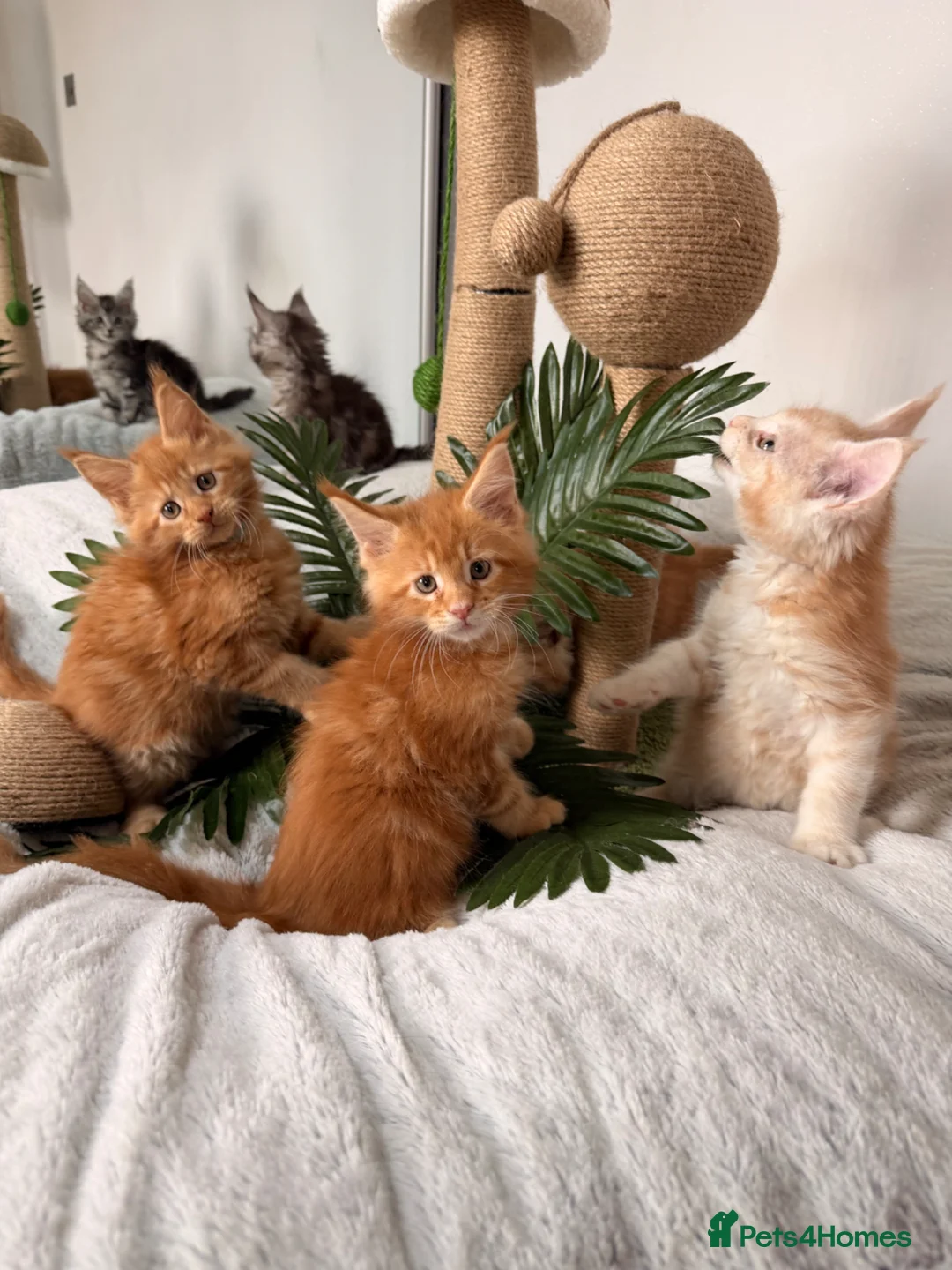 Maine Coon cats for sale: Maine Coon XXL - Advert 2