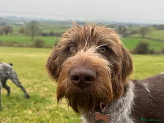 German Wirehaired Pointer dogs Pedigree KC Registered German Wirehaired Pointers - Advert 1
