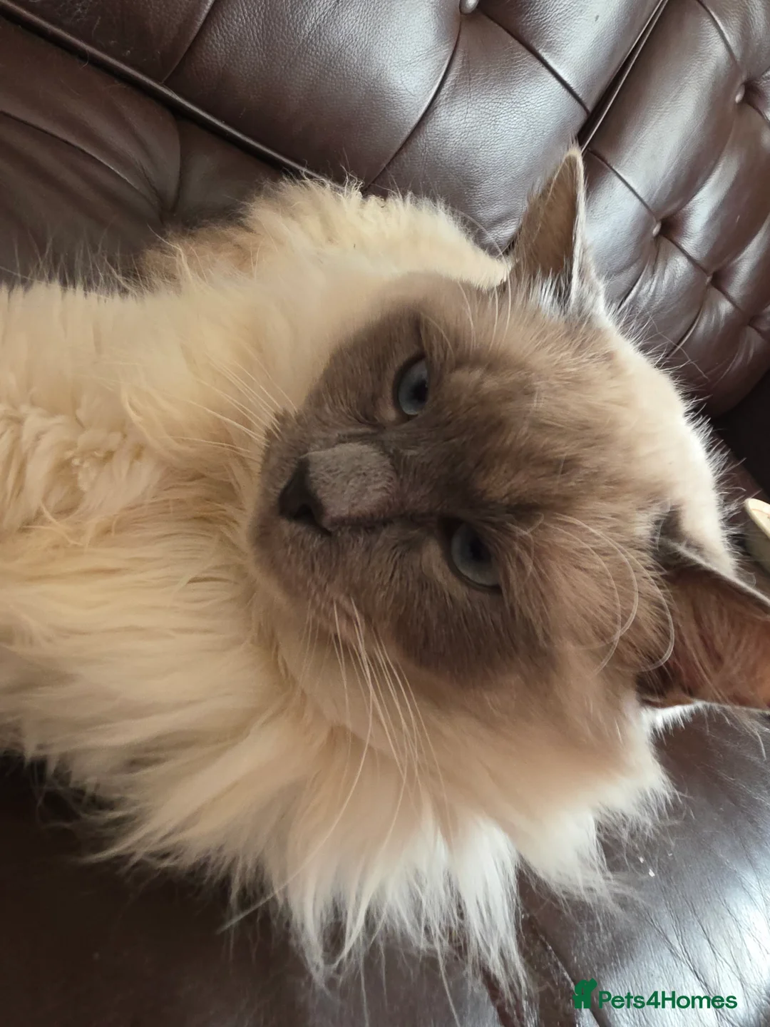 Mixed Breed cats for sale: Wonderful family male cat, persian mixed - Advert 4