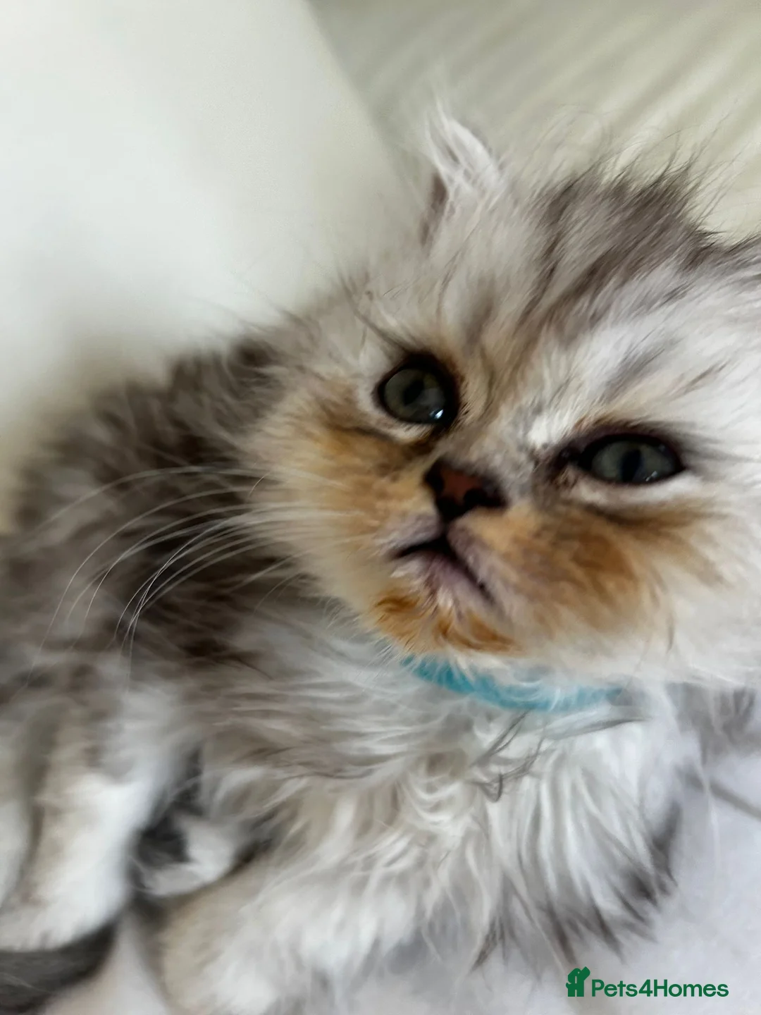 Persian cats for sale: Stunning Persian-Type Kittens - Advert 1