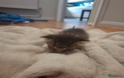 Mixed Breed cats for sale: Mixed colour kittens  - Image 10