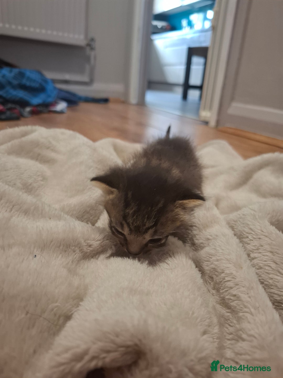 Mixed Breed cats for sale: Mixed colour kittens  - Image 10