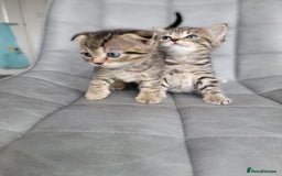 Scottish Fold cats for sale: Scottish mixed  - Image 4