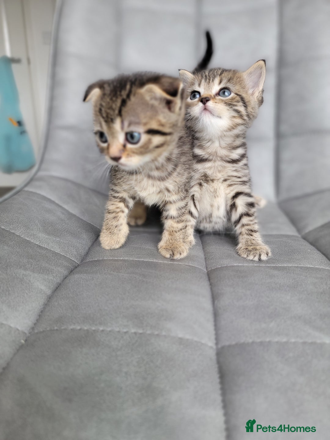 Scottish Fold cats for sale: Scottish mixed  - Image 4